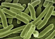 Coli Bakterien